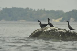 Pesquisadores identificam mais de 100 espécies de aves no litoral do Paraná