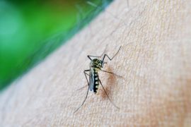Prevenção contra a dengue deve continuar no inverno