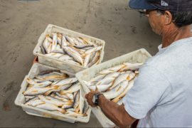 Portos do Paraná discutem atividade pesqueira no Litoral