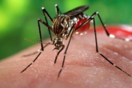 Primeiro caso de Chikungunya é registrado no Paraná