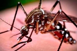 Paraná registra 106 novos casos de dengue