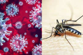 Coronavírus e epidemia de dengue juntos podem criar risco à saúde no Paraná