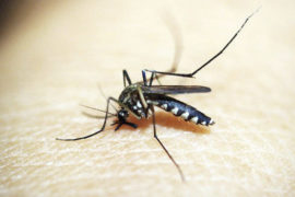 Paranaguá entra em estado de epidemia de dengue
