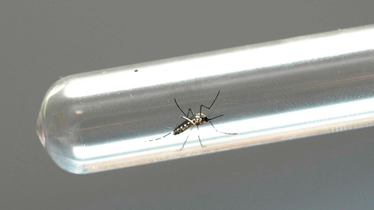 Mortes por dengue crescem 362% no Paraná